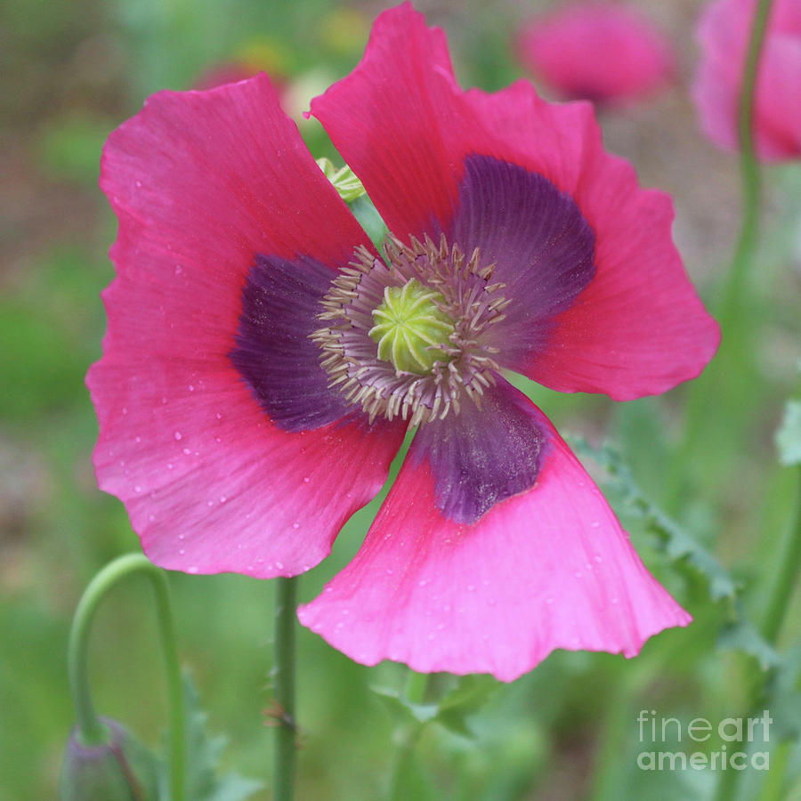 Pink and Purple Poppy Square Photograph by Carol Groenen