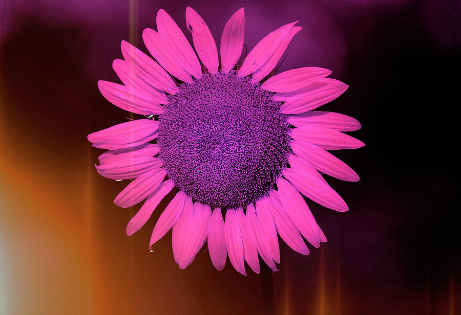 Pink And Purple Sunflower Photograph by Dan Sproul