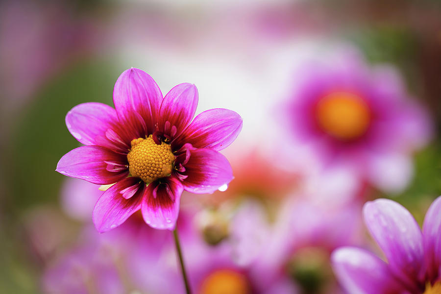 Pink and Red Dahlia Photograph by Douglas Allen Pink and Red Dahlia Photograph by Douglas Allen