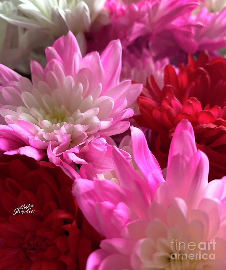 Pink and Red Mums Photograph by CAC Graphics