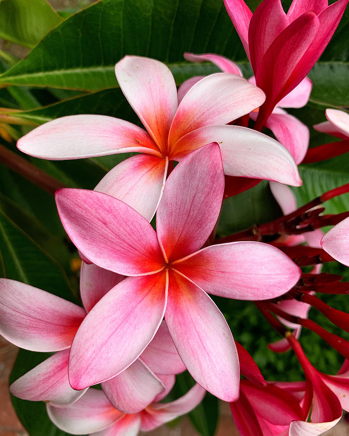 Pink And Red Plumeria Photograph by Brian Eberly
