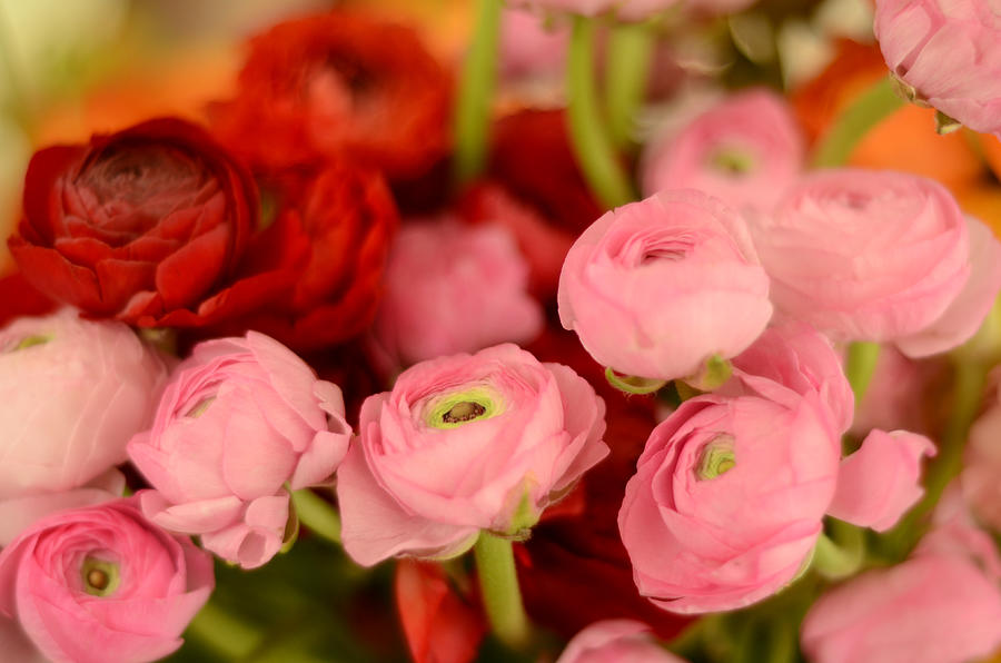 Pink and red roses Photograph by Cihat_Baskan
