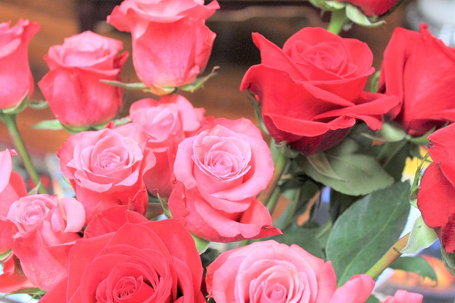 Pink And Red Roses Photograph by Donna Marie Brown - Fine Art America