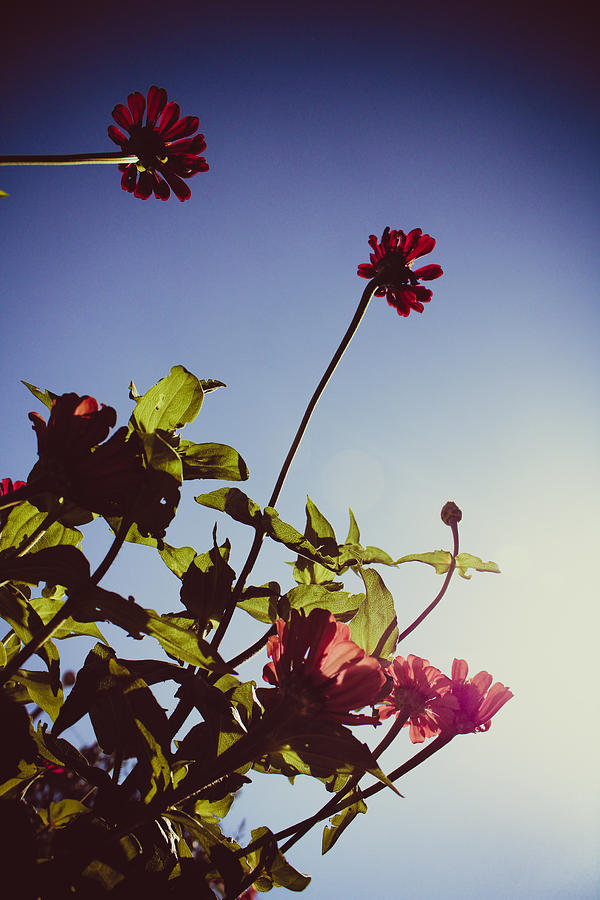 Pink and Red Zinnias, Blue Sky Photograph by W Craig Photography