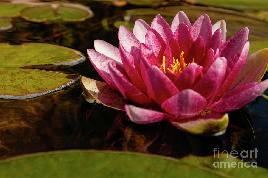 Pink and Rose colored water lily floating on a pond.  Photograph by Gunther Allen