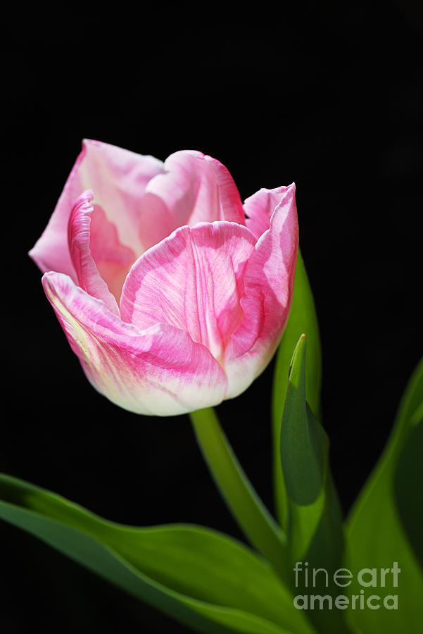 Pink and Soft White Tulip Photograph by Joy Watson