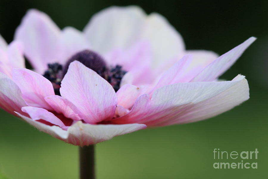Pink and White Anemone Photograph by Stephen Melia