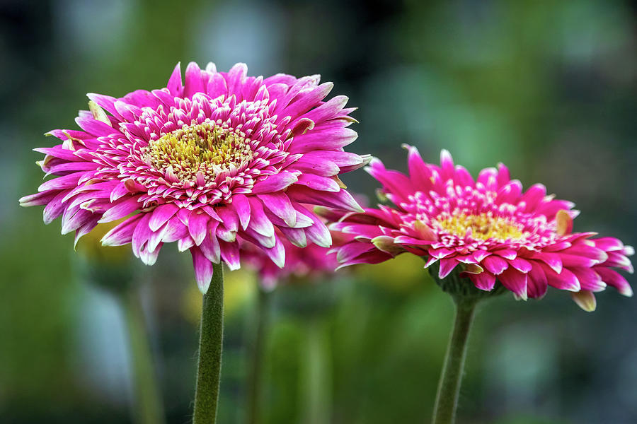 Pink and White Aster Flowers Photograph by R Scott Duncan