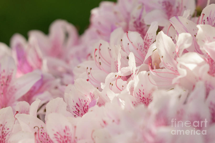 Spring Photograph - Pink and White Azalea by Nancy Gleason