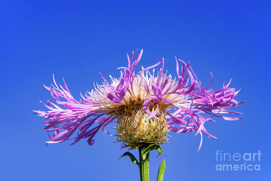 Pink and White Basket Flower on Blue Photograph by Bob Phillips