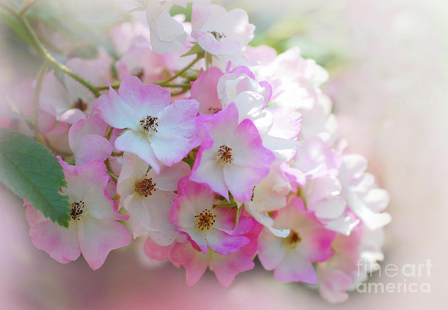Pink and White Blossoms of the Spring Season  Photograph by Elaine Manley