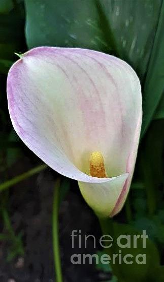 Pink And White Calla Lily Photograph