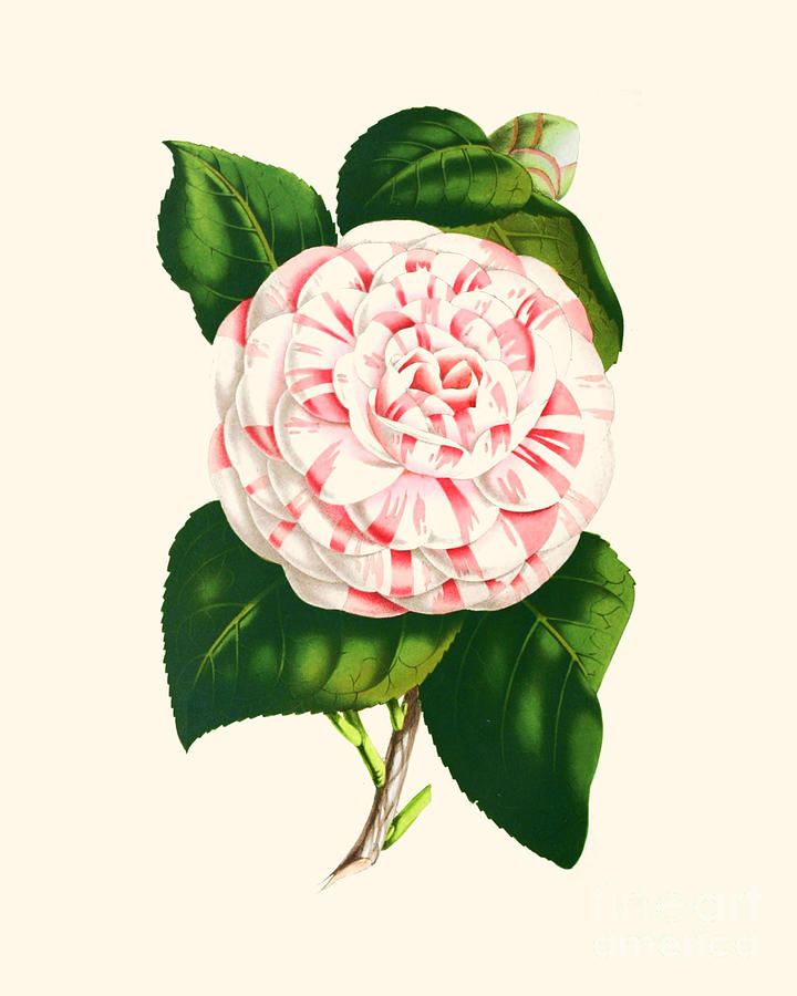 Flower Digital Art - Pink and white camellia by Madame Memento