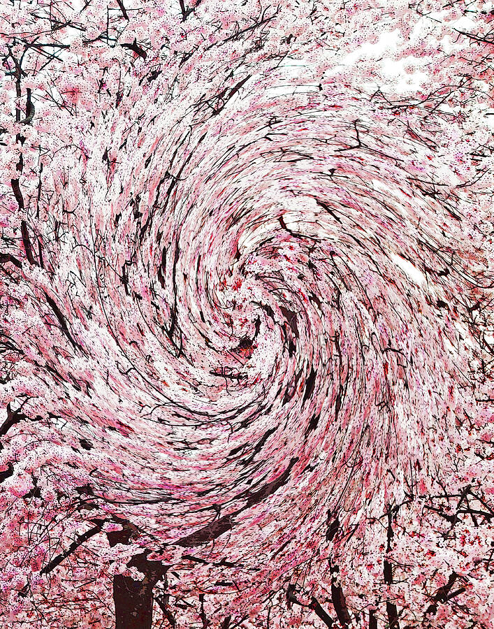 Abstract Photograph - Pink and White Cherry Tree Swirl by Emmy Marie Vickers