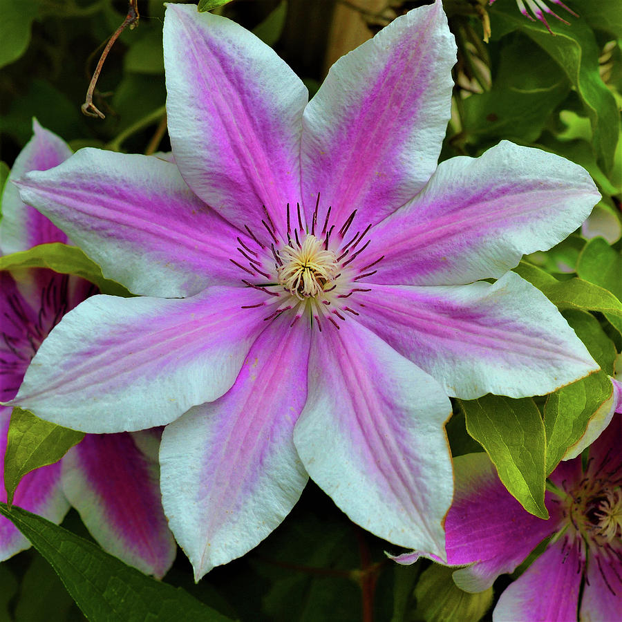 Pink And White Clematis Photograph by Robert Tubesing