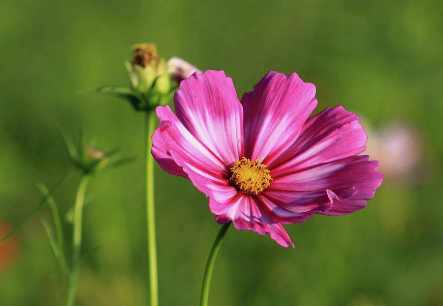 Pink and White Cosmos Photograph by David Kipp