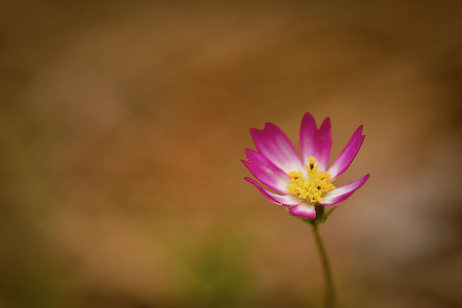 Pink and White Cosmos Photograph by Joni Eskridge