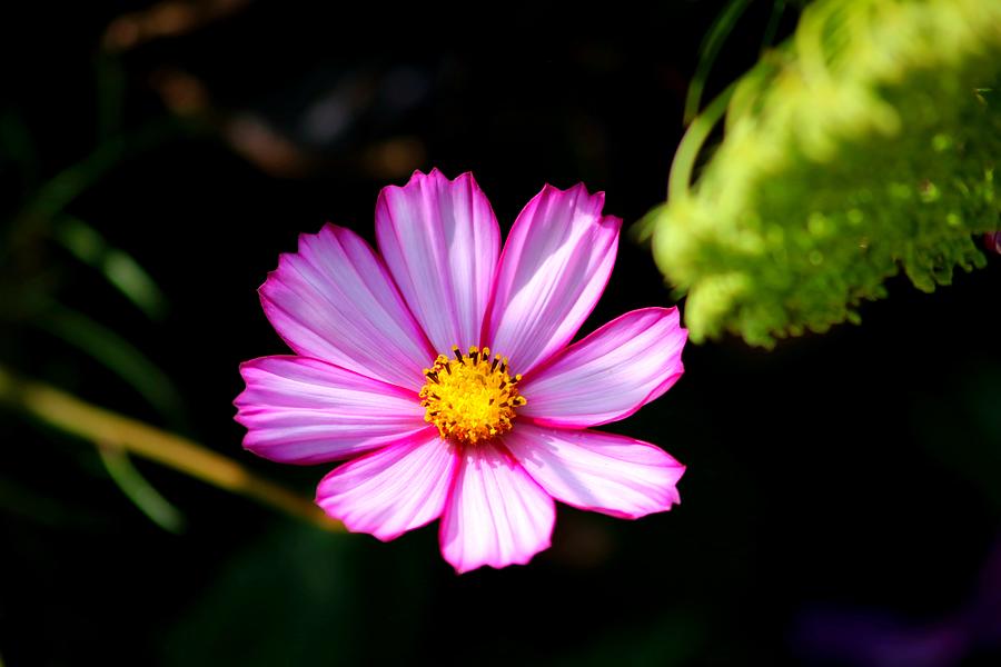 Pink and White Cosmos Photograph by LaDonna McCray