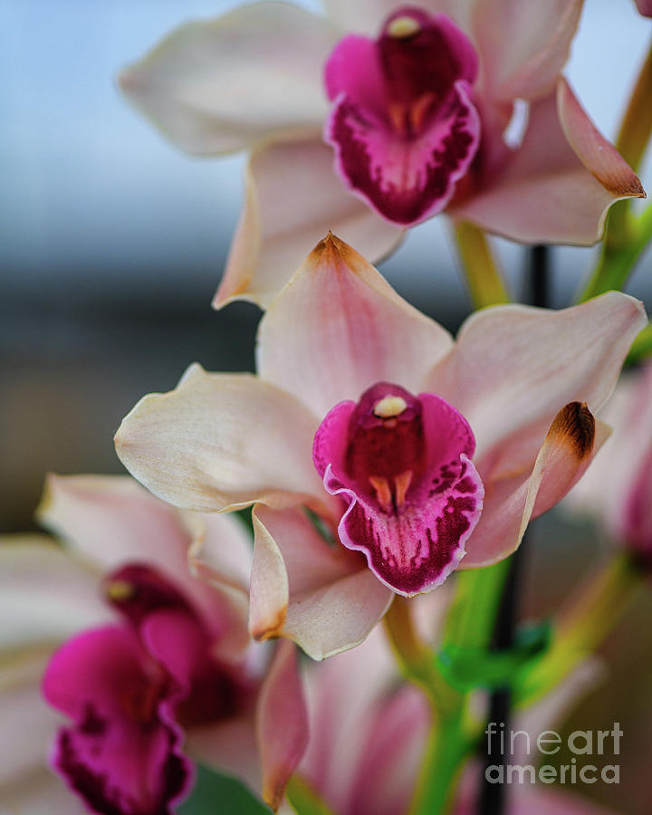Pink and White Cymbudium Clarisse Orchid Photograph by Abigail Diane Photography
