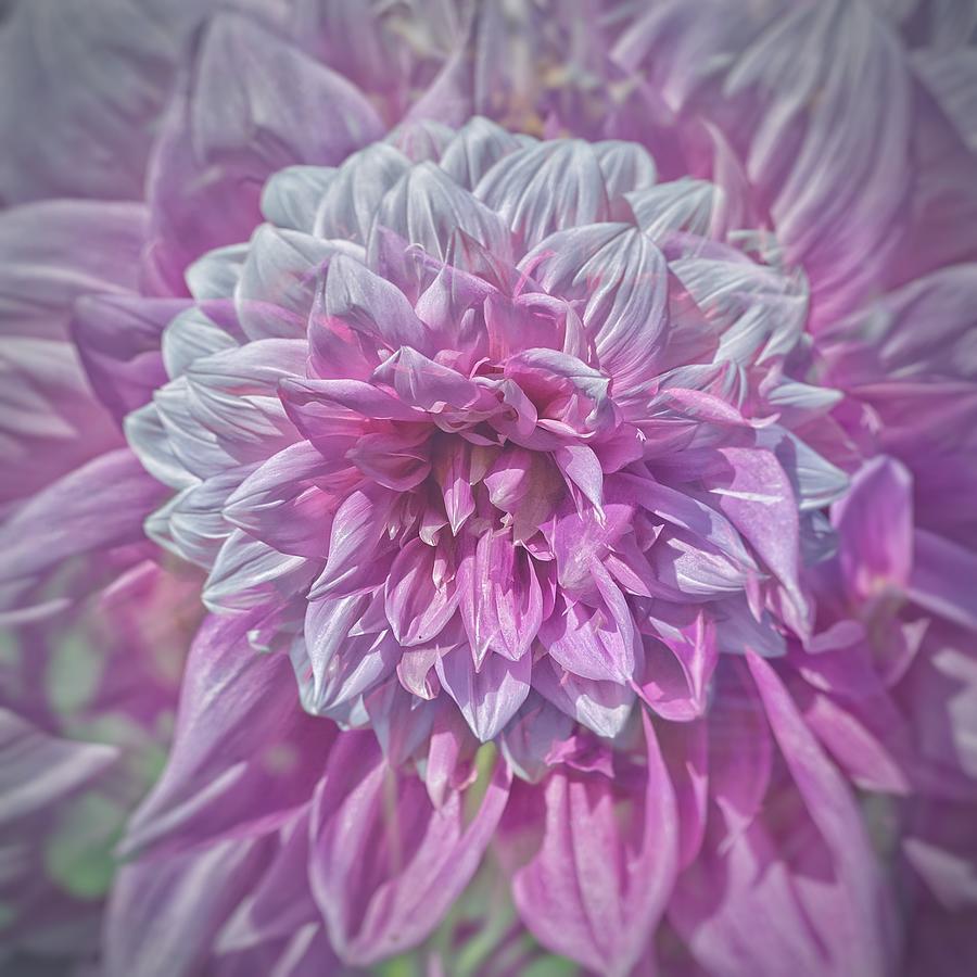 Pink and White Dahlia  Photograph by Jerry Abbott