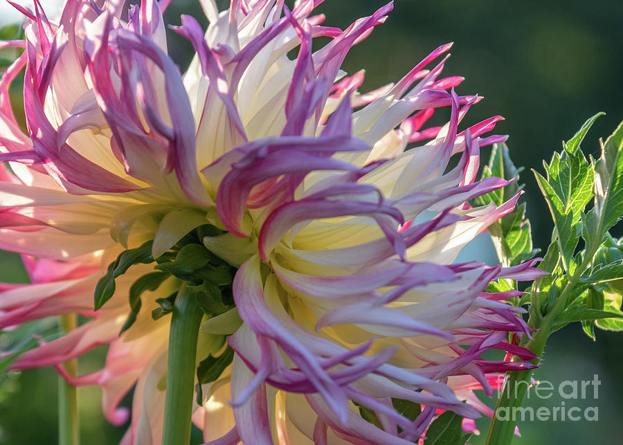 Pink and White Dahlia Photograph by Lorraine Cosgrove