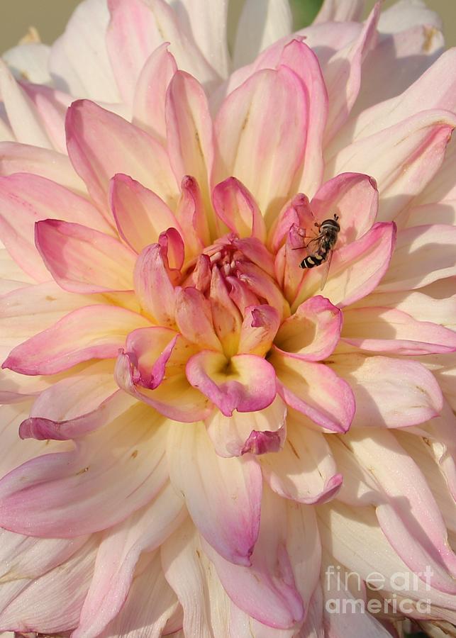 Pink and White Dahlia Macro with Bee Photograph by Carol Groenen