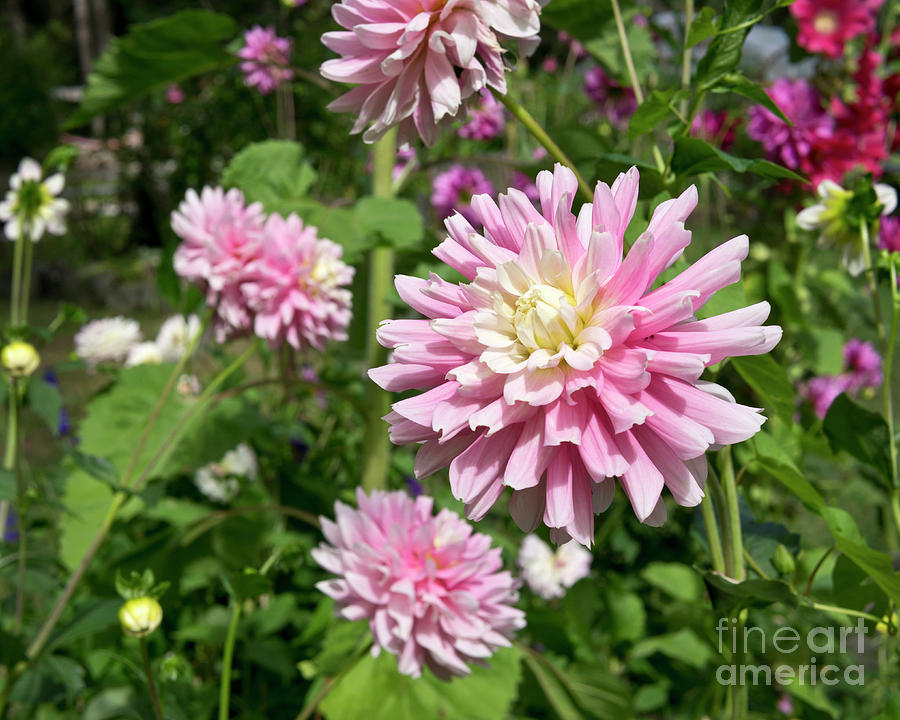 Pink and white dahlias Photograph by Maria Janicki