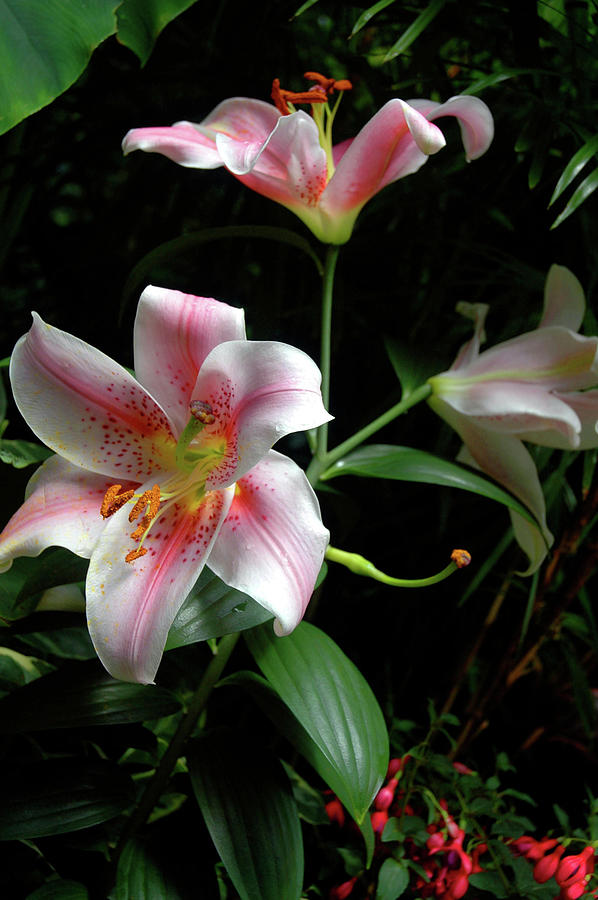 Pink and White Day Lillies Photograph by Anthony M Davis