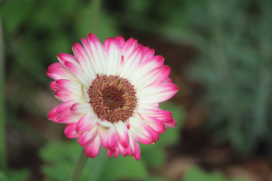 Garden Flower Photograph - Pink And White Flower by Callen Harty Garden Flower Photograph - Pink And White Flower by Callen Harty
