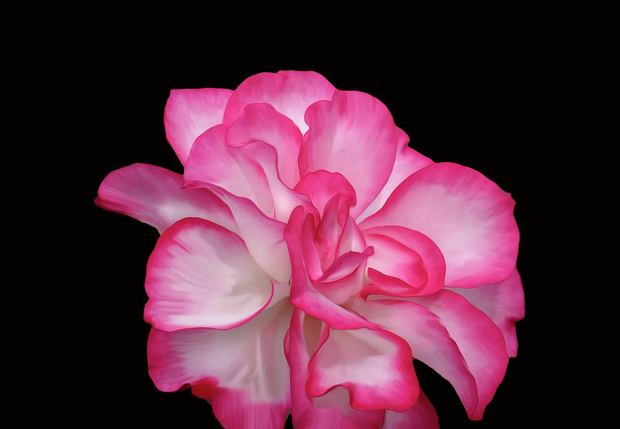 Pink and White Flower on a Black Background Photograph by Sandra Js