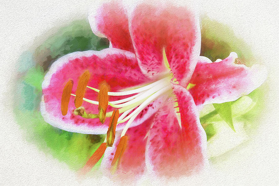 Pink and White Flowering Stargazer Lily in a Garden Photograph by Ola Allen