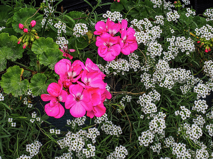 Pink and White Flowers 683 Photograph by James C Richardson
