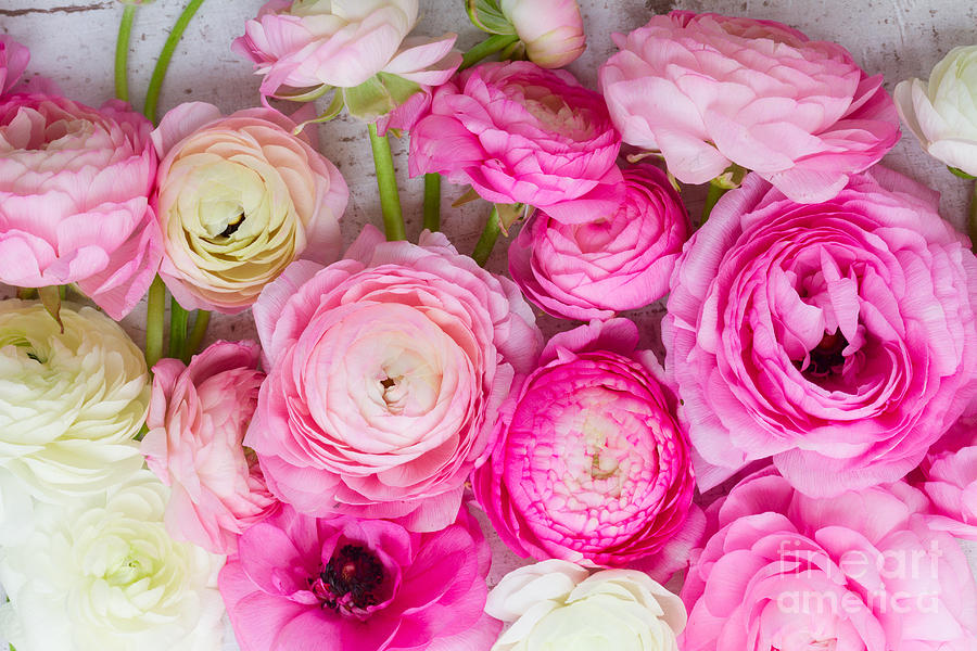 Pink and white fresh ranunculus flowers close up background Photograph by Boon Mee