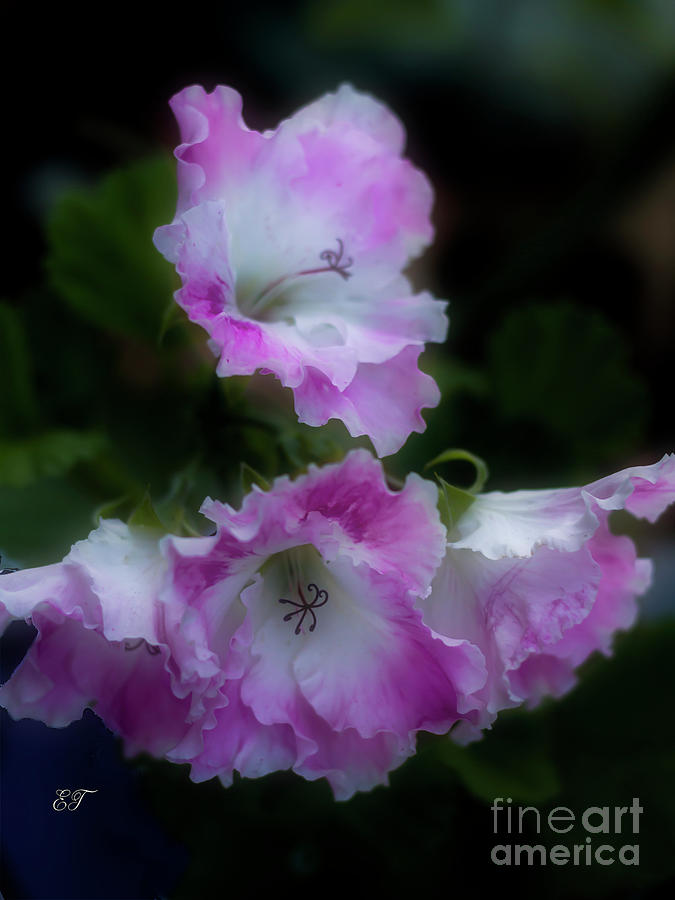 Pink and White Frills Photograph by Elaine Teague