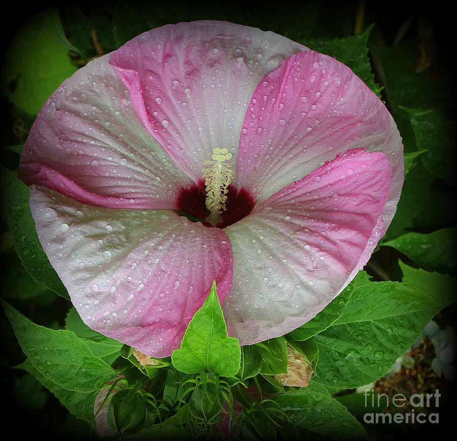 Pink and White Hibiscus - After the Rain Photograph by Dora Sofia Caputo