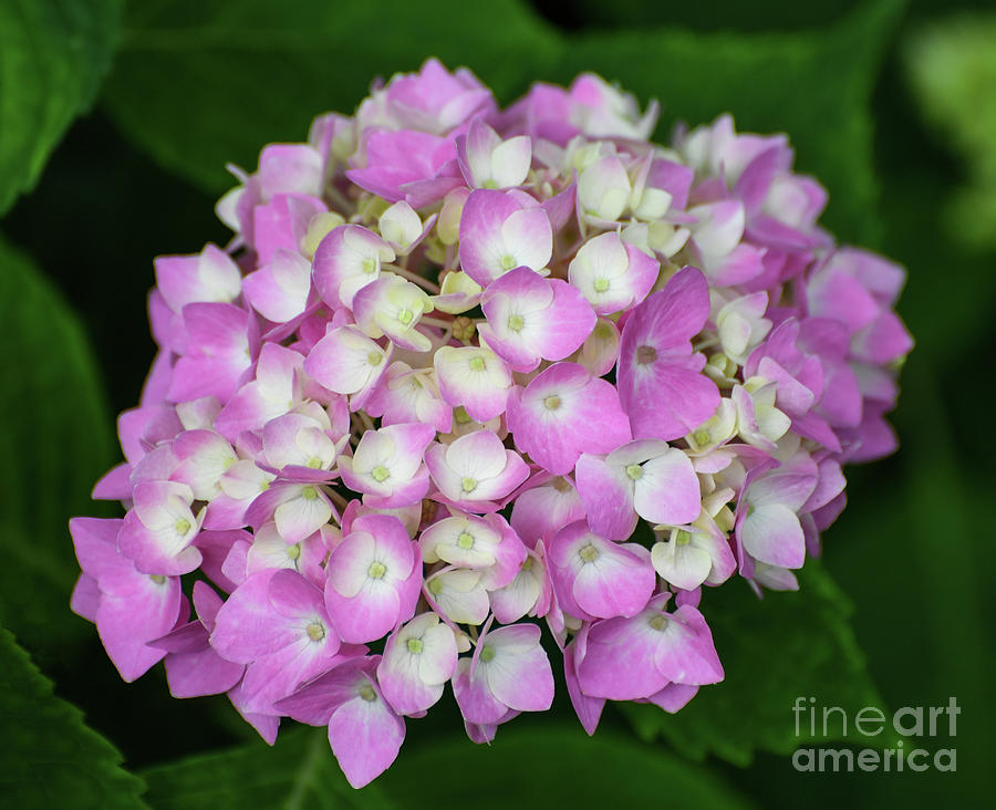 Pink And White Hydrangea Photograph