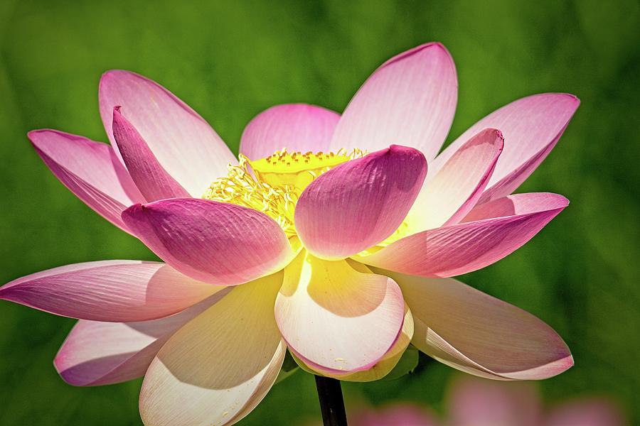 Pink And White Lotus Flower At Grounds For Sculptures Photograph