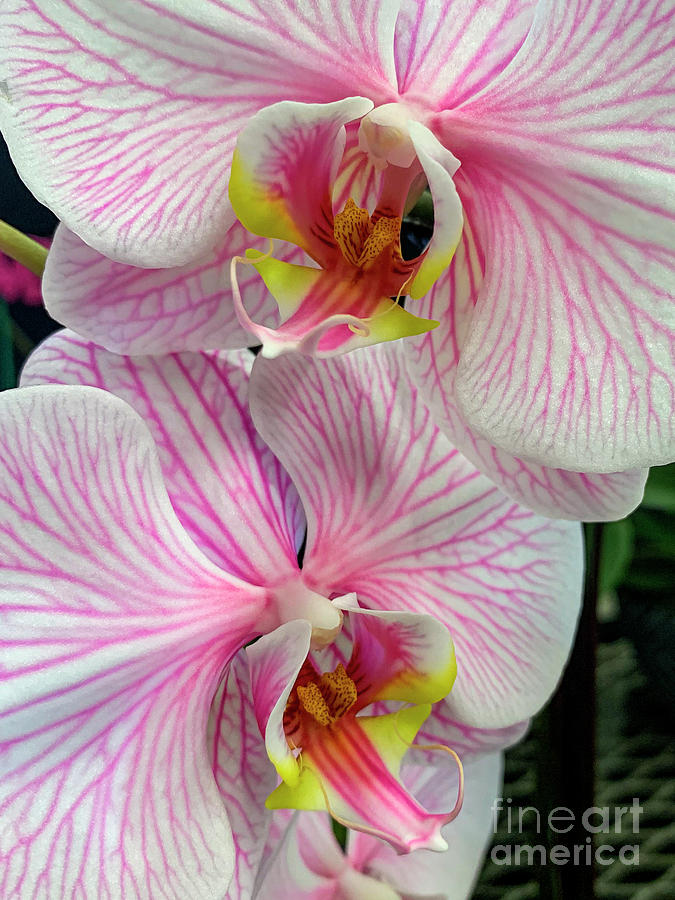 Pink and White Orchid Macro Photograph by David Zanzinger