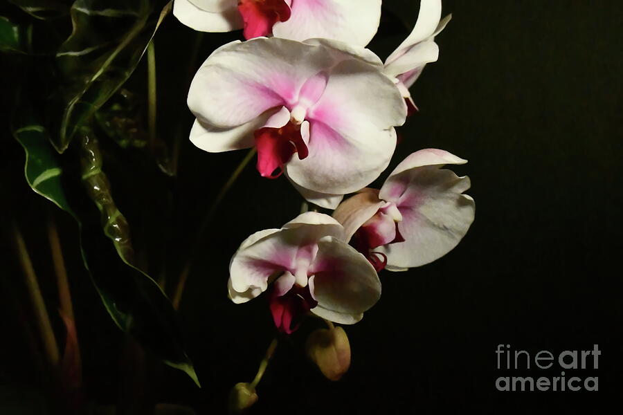 Pink and White Orchids Photograph by Diana Mary Sharpton