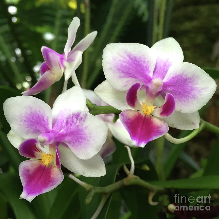 Pink and White Orchids Photograph by Wendy Golden