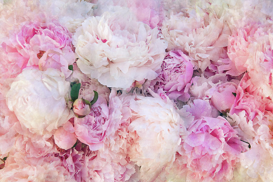 Flower Photograph - Pink and White Peonies by Peggy Collins