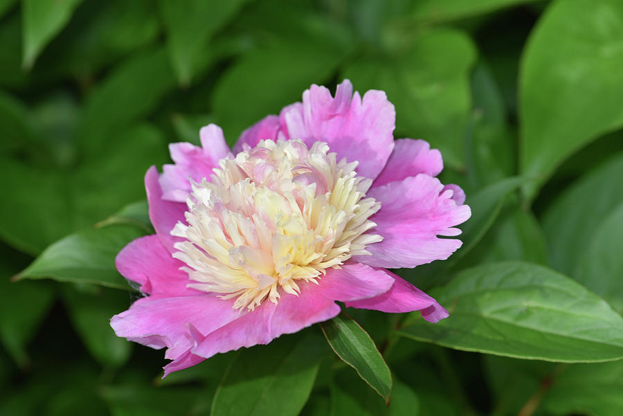 Pink And White Peony Photograph