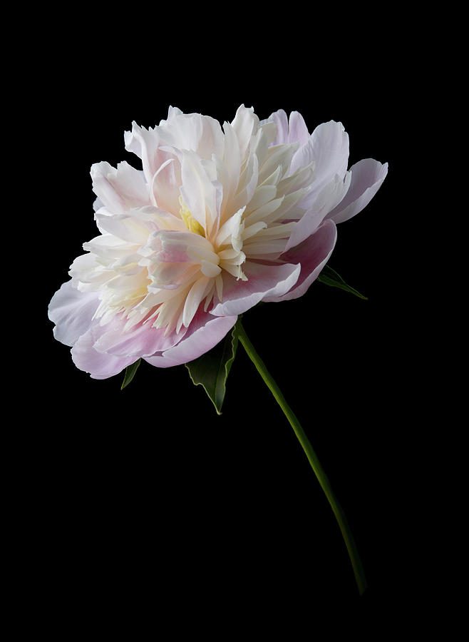Summer Photograph - Pink and White Peony Stem by Patti Deters