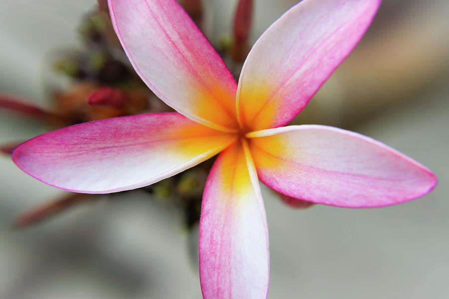 Pink and White Plumeria Bloom Photograph by Bonnie Follett