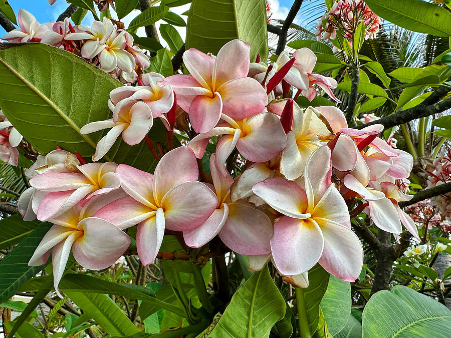 Pink and White Plumeria Photograph by Brian Eberly