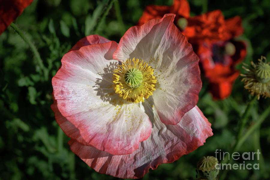 Poppy Photograph - Pink and White Poppy by Bee Creek Photography - Tod and Cynthia