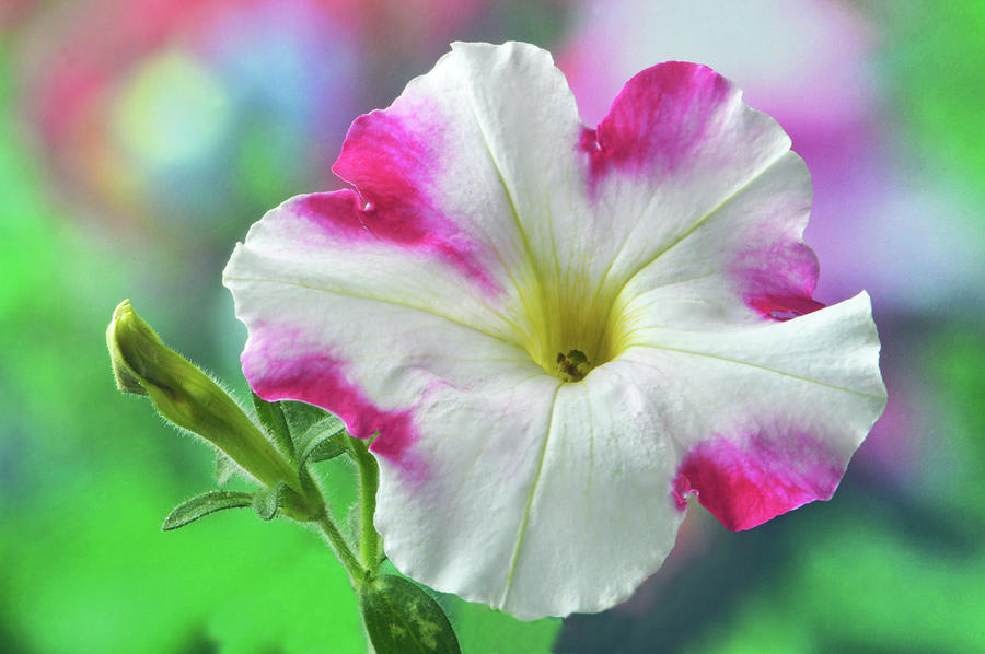 Pink And White Putunia. Photograph by Terence Davis
