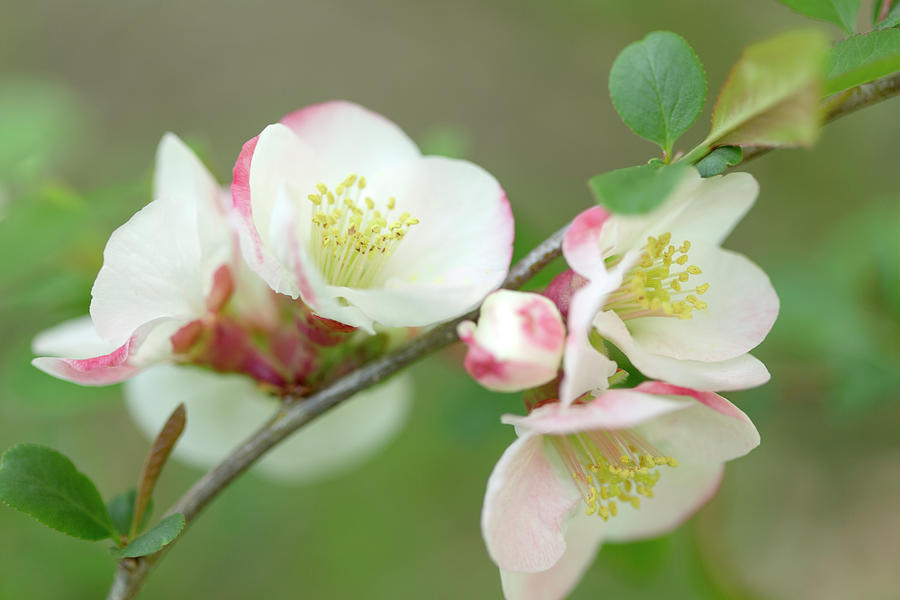 Pink and White Quince Blossom against soft Greens and Browns Photograph by Iris Richardson