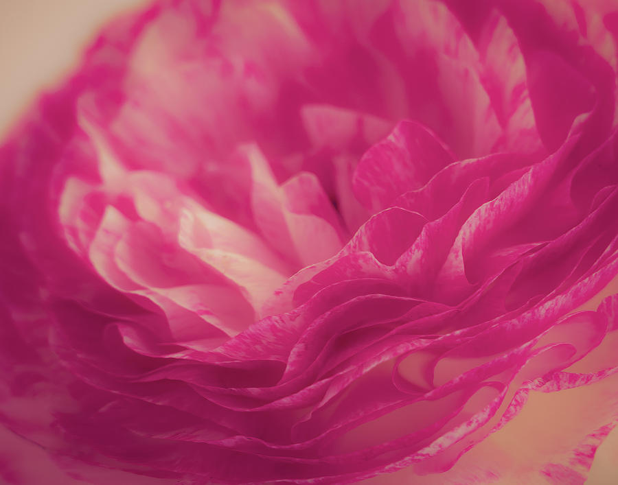 Pink and White Ranunculus Flower Photograph by Lindsay Thomson