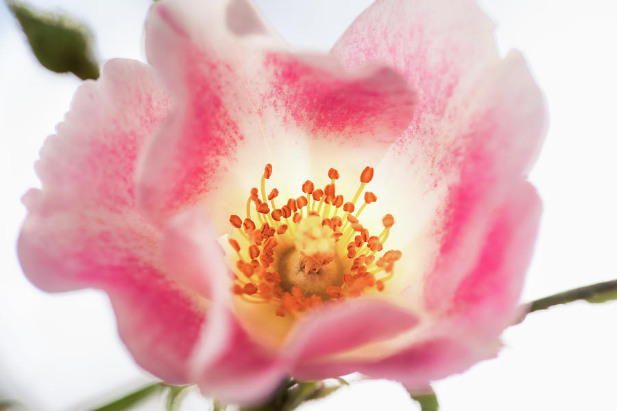 pink-and-white-rose-close-up-photograph-by-jeanette-fellows-fine-art